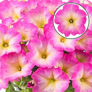 Afbeelding van Petunia P12 Pink morn